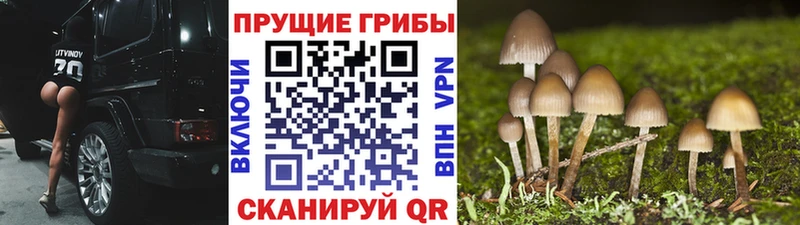 Купить где  Цивильск  Псилоцибиновые грибы Cubensis 